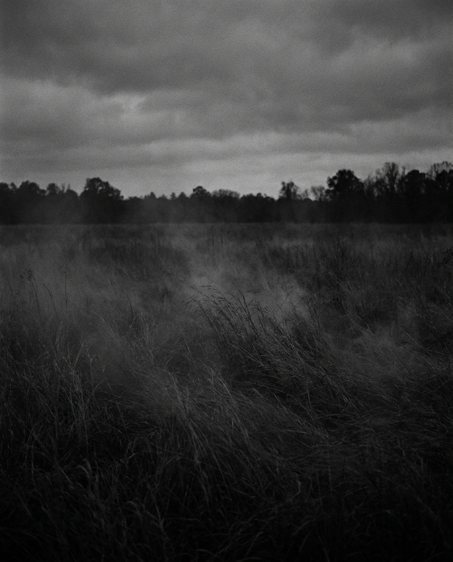 An overgrown field of tall grass under a heavy overcast sky at dusk, a dark treeline behind.